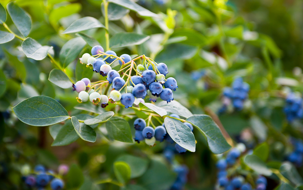 Highbush Blueberry Shrub