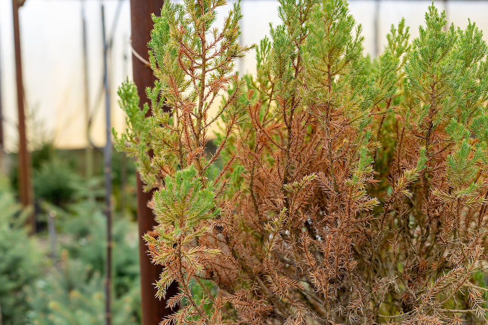 Identifying and Pruning Dead and Diseased Branches in Your Landscape