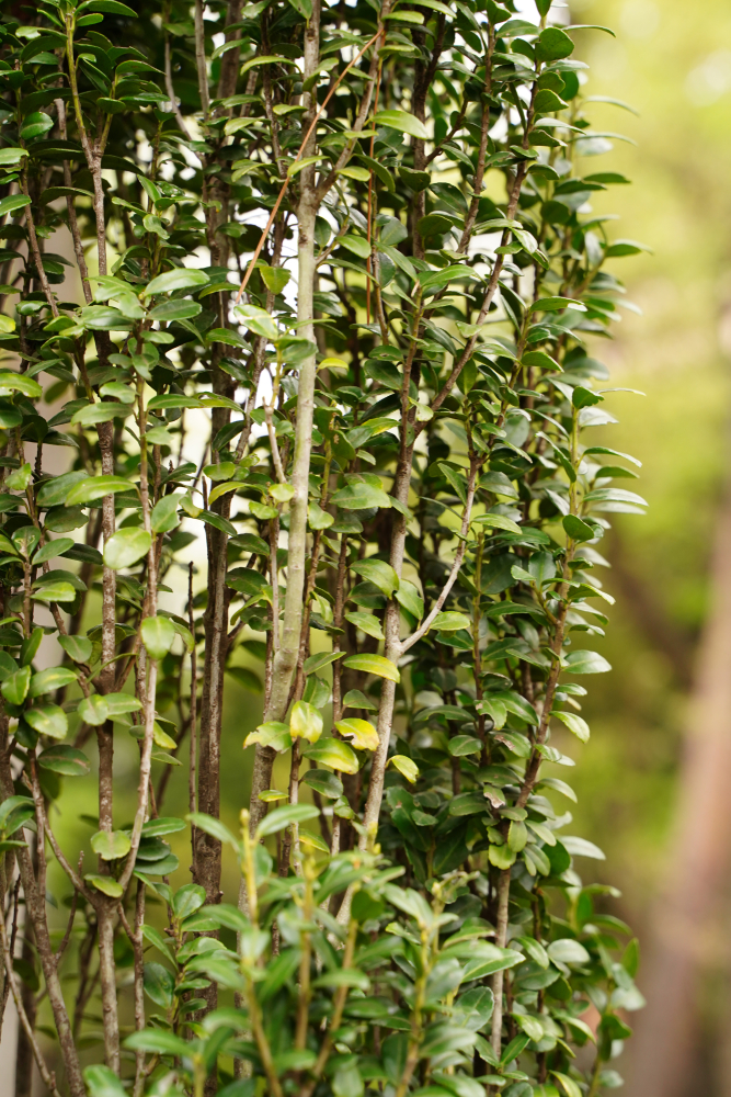 Ilex Crenata Sky Pencil