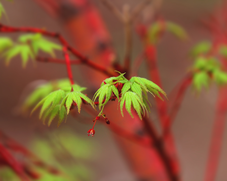 Ornamental Japanese Maple Tree for Your Garden