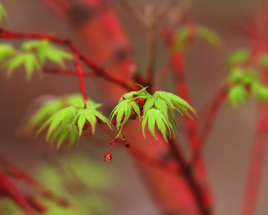 Sango Kaku Japanese Maple