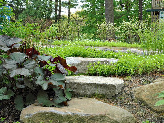 woodland-walkway-steps.jpg