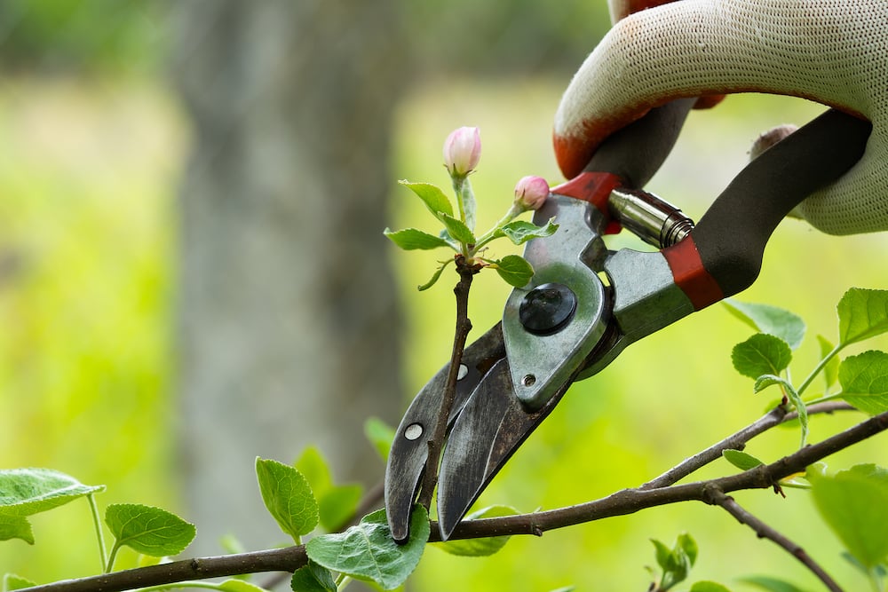 All About Essential Pruning Tools and Their Uses in Your Home’s Landscape